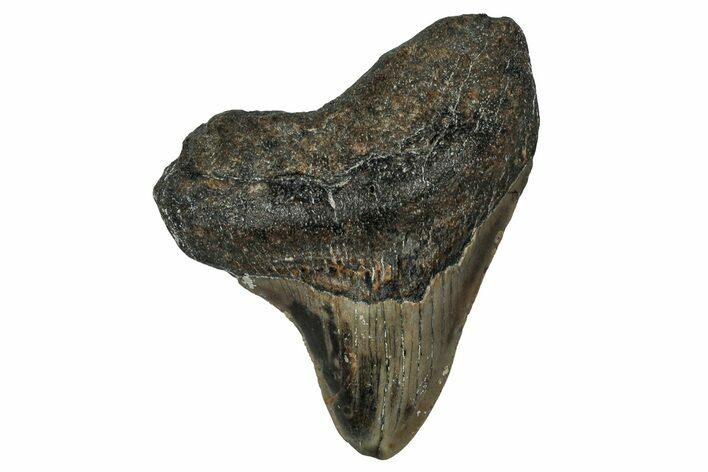 Juvenile Megalodon Tooth - North Carolina #351186